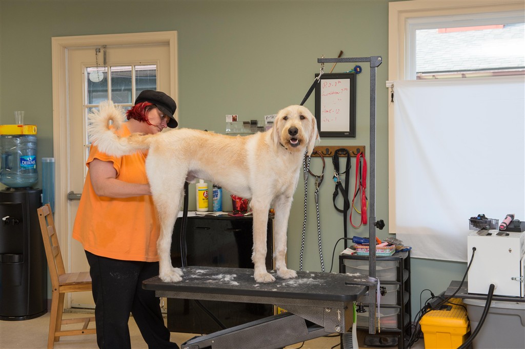 Dog Grooming